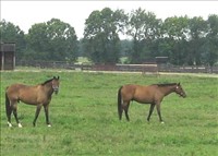 Private Horse Farm